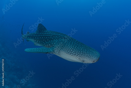 Whale shark at the tubbataha reef national park Philippines