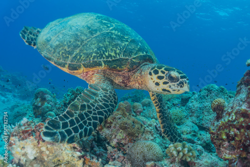 Hawksbill sea turtle at the Tubbataha Reefs Philippines © yeshaya