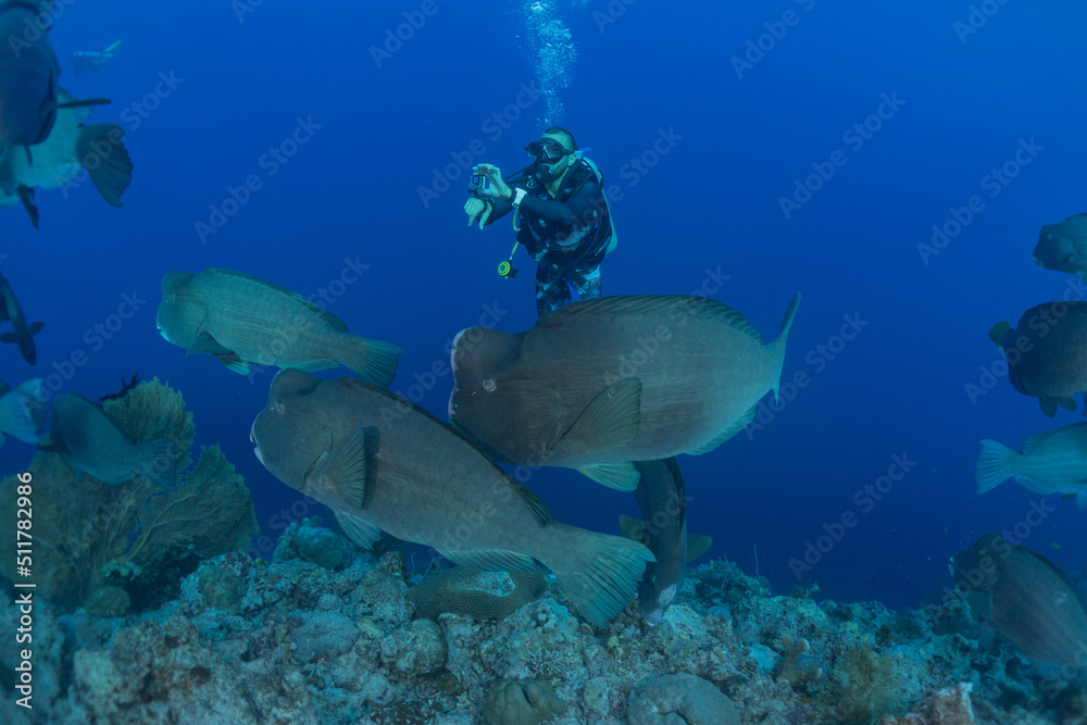 Fototapeta premium Fish swim at the Tubbataha Reefs Natural Park Philippines 