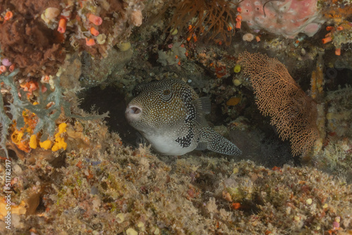 Fish swim at the Tubbataha Reefs Natural Park Philippines 