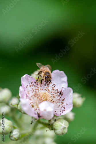 Close-up of a bee on a blackberry blossom with a blurred green background © Felix Marx