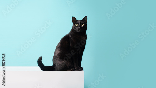 black cat on blue background