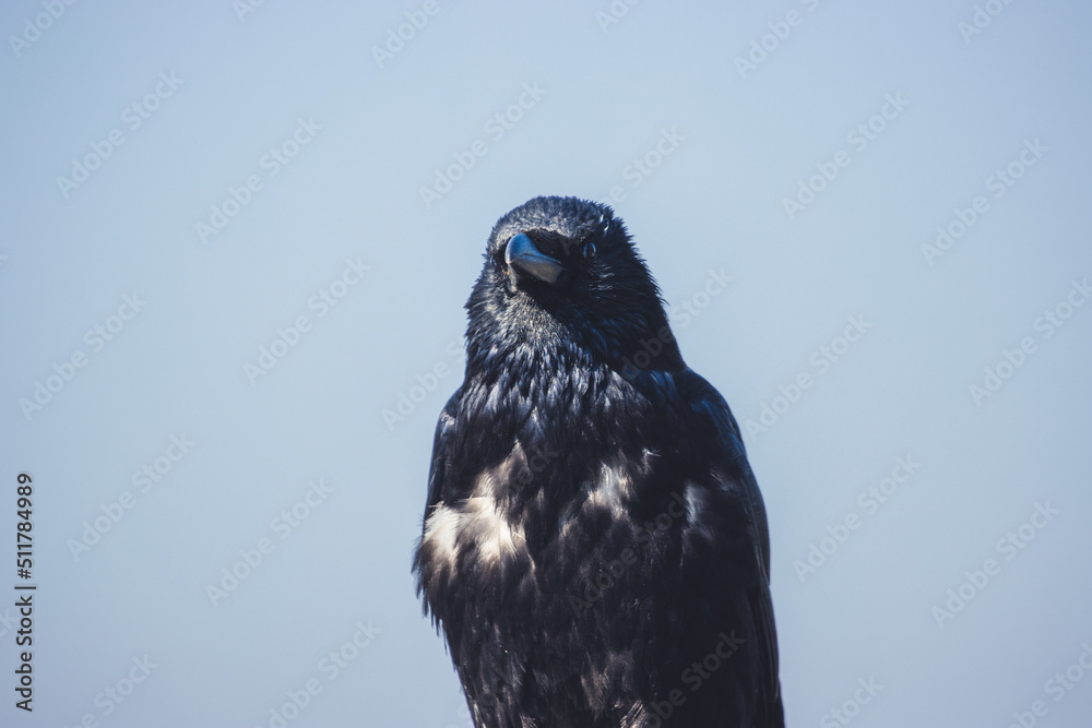 Portrait of a raven on a branch Portrait of a raven on a branch