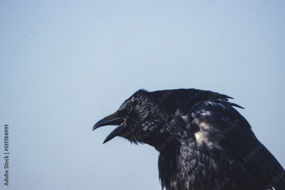 Fototapeta premium Portrait of a raven on a branch
