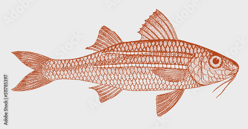 Whitesaddle goatfish parupeneus ciliatus, tropical marine fish in side view photo