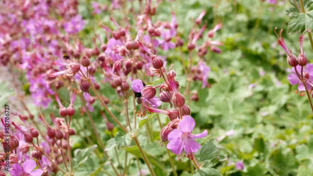Bumblebee of Large-rhizome geranium Bumblebee of Large-rhizome geranium