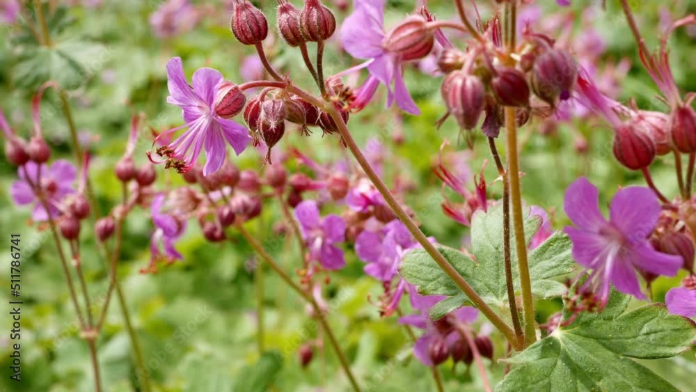 Large-rhizome geranium ( lat. Geranium macrorrhizum) is blossom in garden Large-rhizome geranium ( lat. Geranium macrorrhizum) is blossom in garden