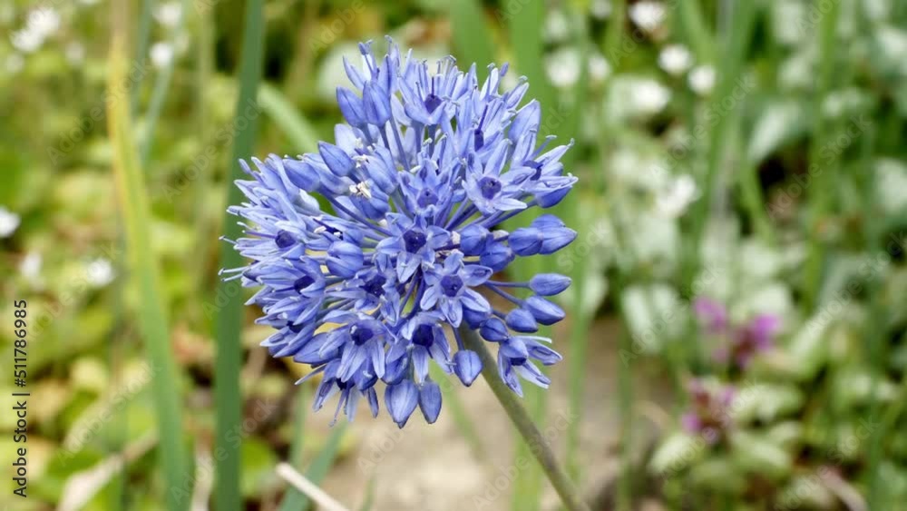 Blue Allium caeruleum (Blue globe onion) in garden Blue Allium caeruleum (Blue globe onion) in garden