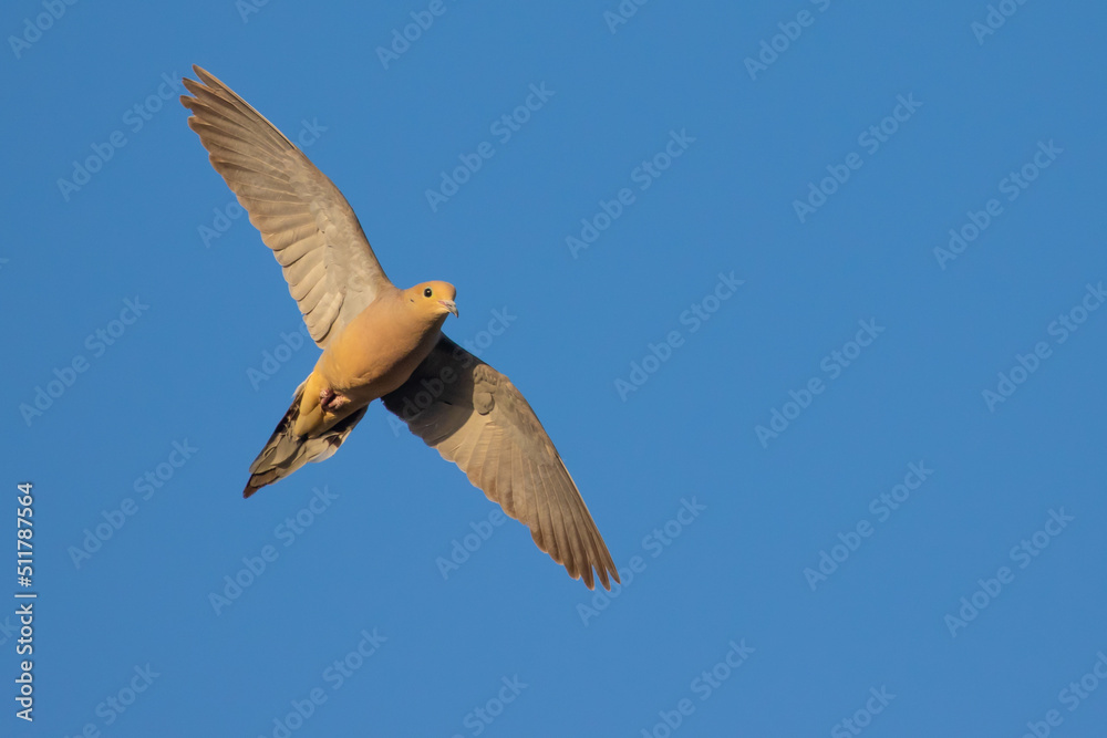 Obraz premium Mourning Dove in Flight in Early Morning Light