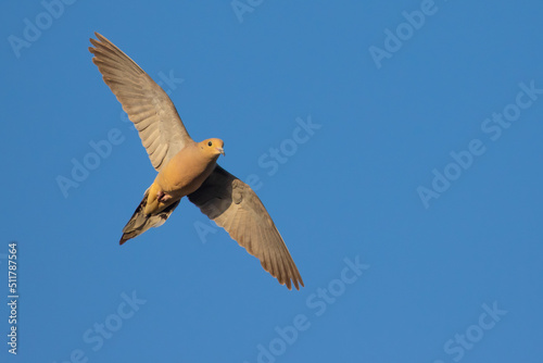 Mourning Dove in Flight in Early Morning Light photo