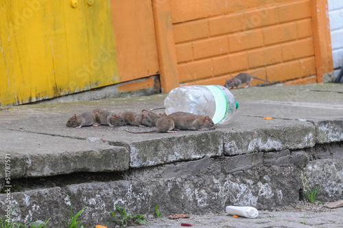 A group of rats by the curb on the street. Rubbish on the floor. Porto Alegre, Rio Grande do Sul, Brazil photo