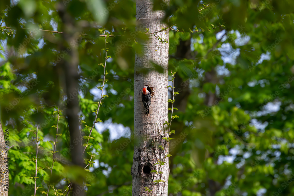 Fototapeta premium The Red-bellied Wodpecker (Melanerpes carolinus) at the nest cavity