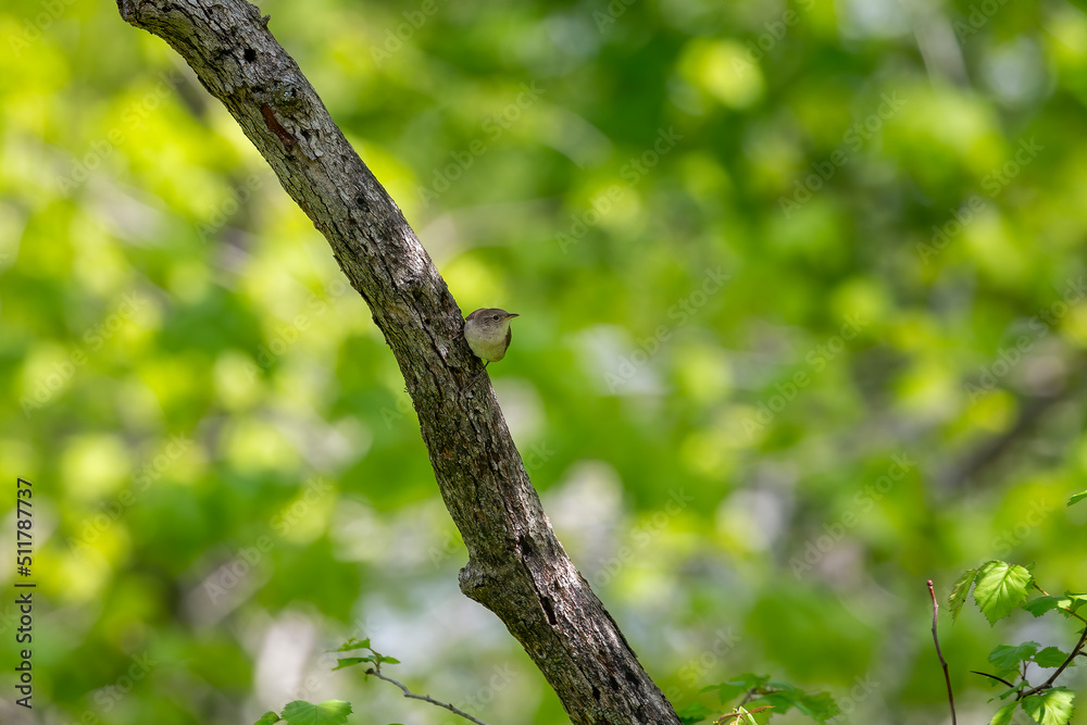  The house wren (Troglodytes aedon) brings the fed for young