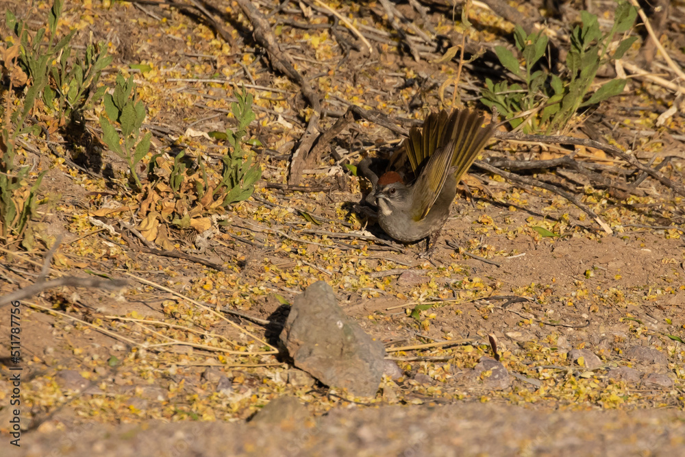 Green-Tailed Towhee Sparrow on Desert Floor