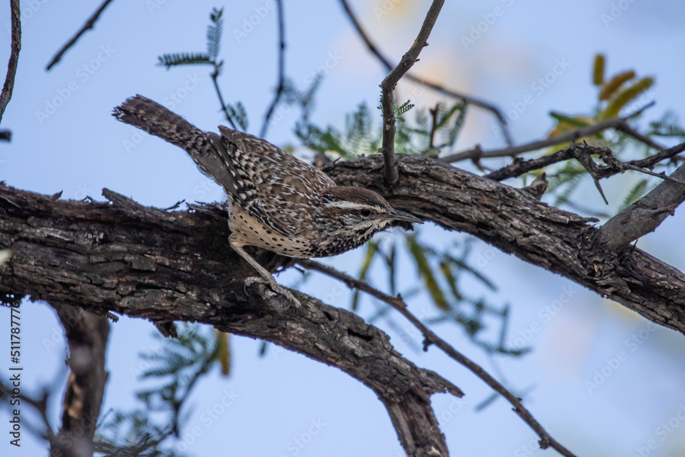Cactus Wren in Sonoran Desert Environment Cactus Wren in Sonoran Desert Environment
