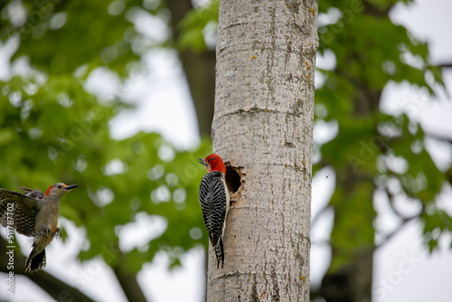 The Red-bellied Woodpecker (Melanerpes carolinus) a pair of woodpecker at the nest cavity