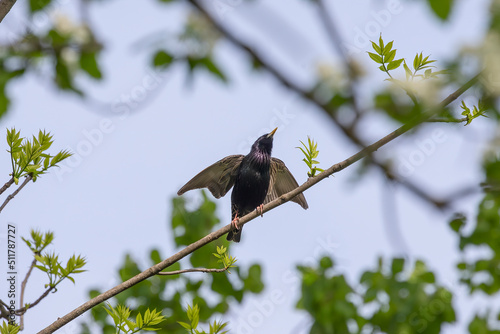 European Starling (Sturnus vulgaris). Bird. Every spring, European starlings nesting in the trees of city parks. Natural scene from Wisconsin.