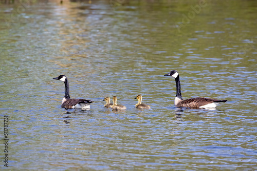 Canada goose with gosling on the lake Michigan. Natural scene from Wisconsin.
