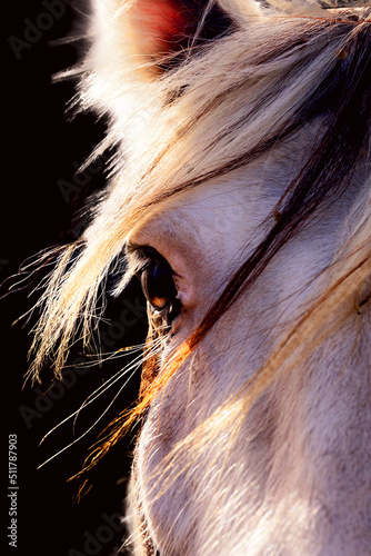 Horse  sunny portrait. Black background  red mane  light colors.