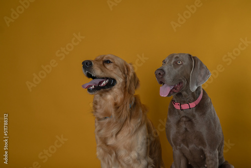 female weimaraner dog and male golden retriever dog in photography studio in front of yellow background posing in photo studio shot horizontaly wearing blue and pink dog collars