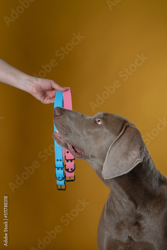 weimaraner dog in photography studio in front of yellow background posing with blue and yellow collars hand held with hand in photo studio shot verticaly photo