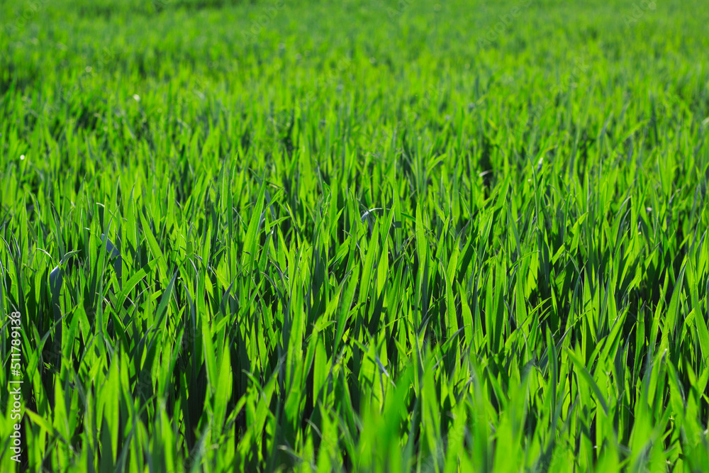green young wheat field with evening sunlight
