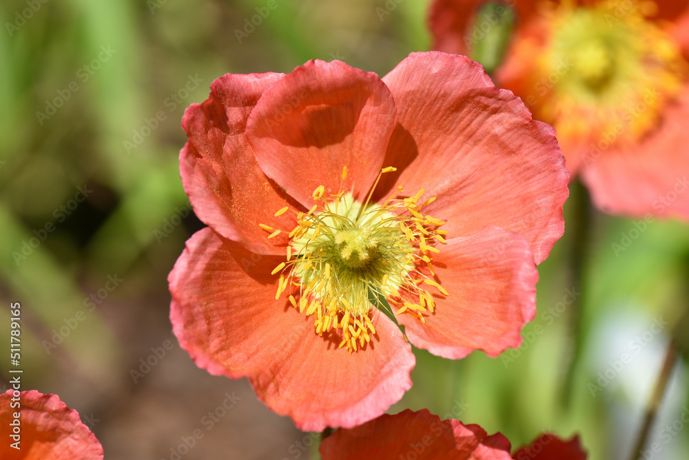 Orange Iceland poppy is a perennial. Bee pollinating the pretty yellow flower. Orange Iceland poppy is a perennial. Bee pollinating the pretty yellow flower.