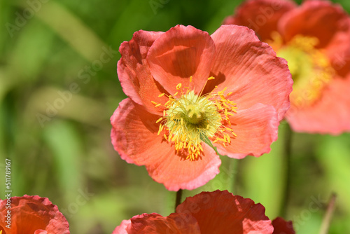 Orange Iceland poppy is a perennial. Bee pollinating the pretty yellow flower.