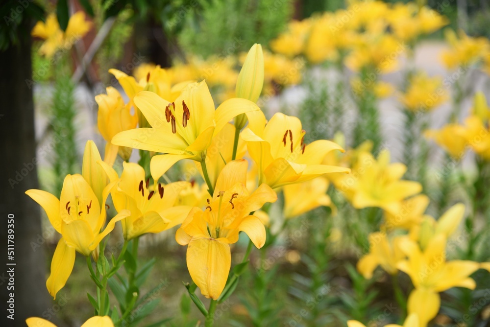 ユリの花