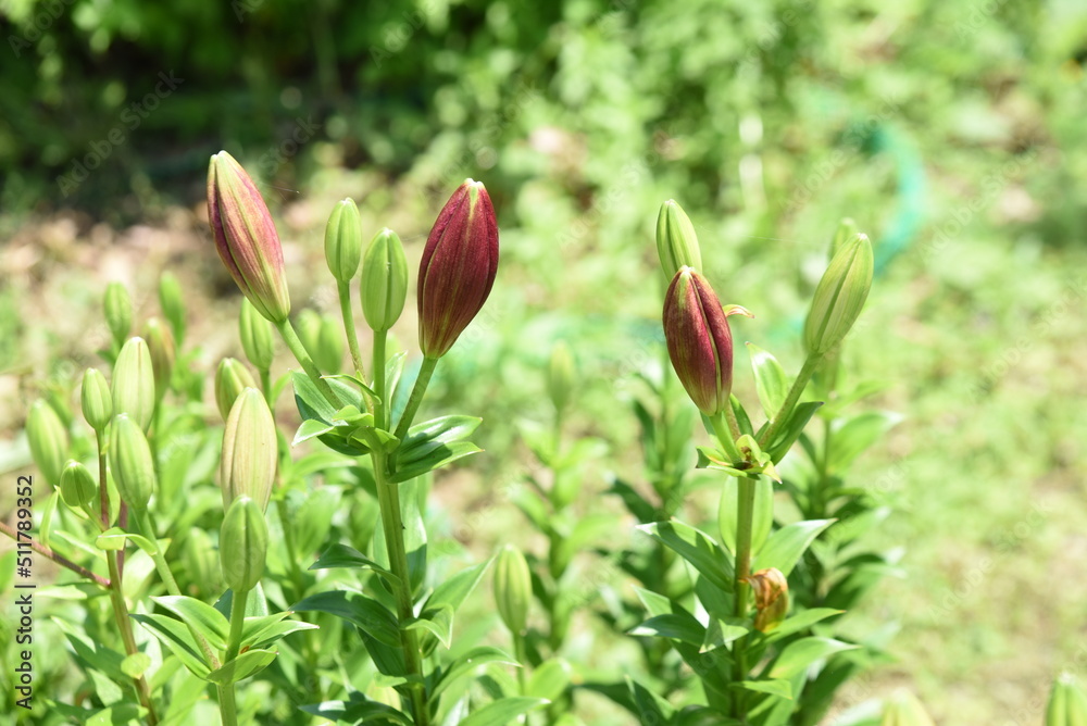 ユリの花 ユリの花