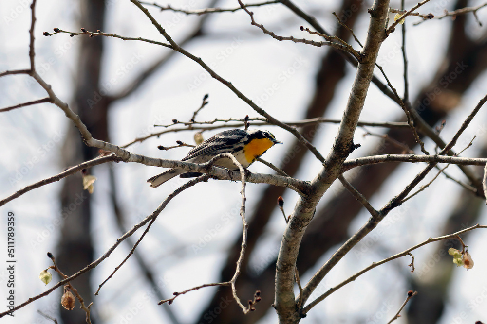 Male Yellow-throated Warbler Setophaga dominica on tree branch on cloudy day Male Yellow-throated Warbler Setophaga dominica on tree branch on cloudy day