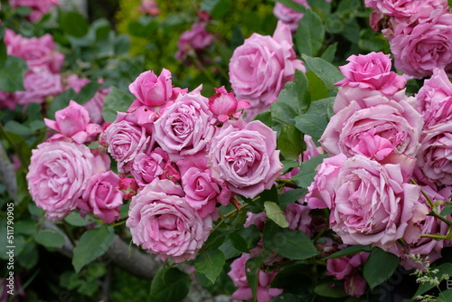 blue perfume in full blooming