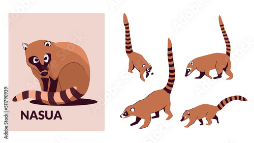 Set Nosua, or coati, is a genus of small mammals of the raccoon family, common in both American continents. Vector illustration isolated on white background