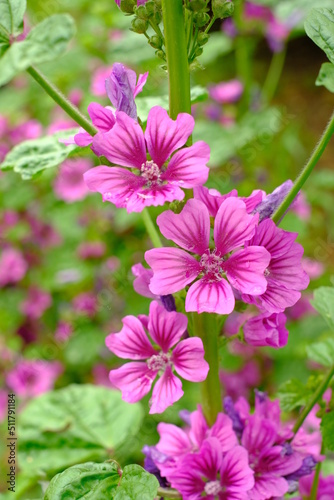 tree mallow in full blooming