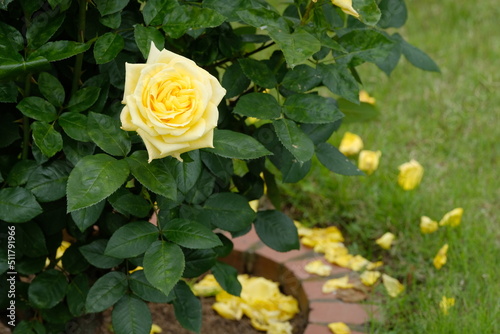 Landora rose in full blooming photo