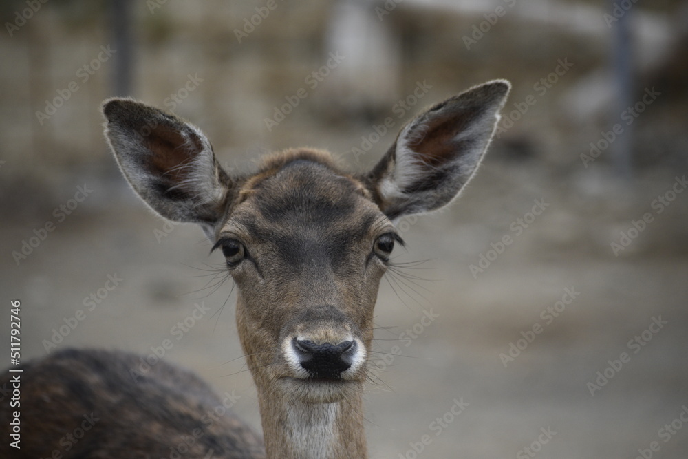 deer in the woods