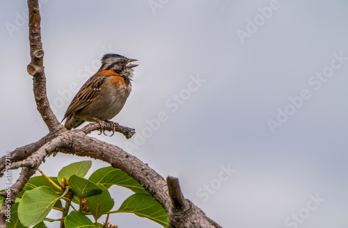 Rufous-collared sparrow that is singing