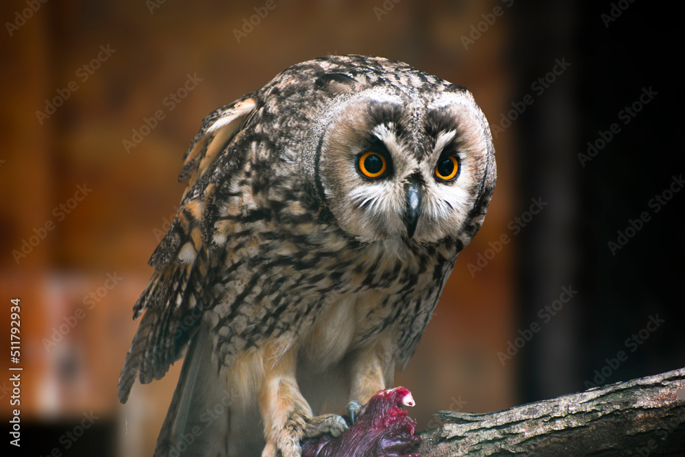 Obraz premium great horned owl