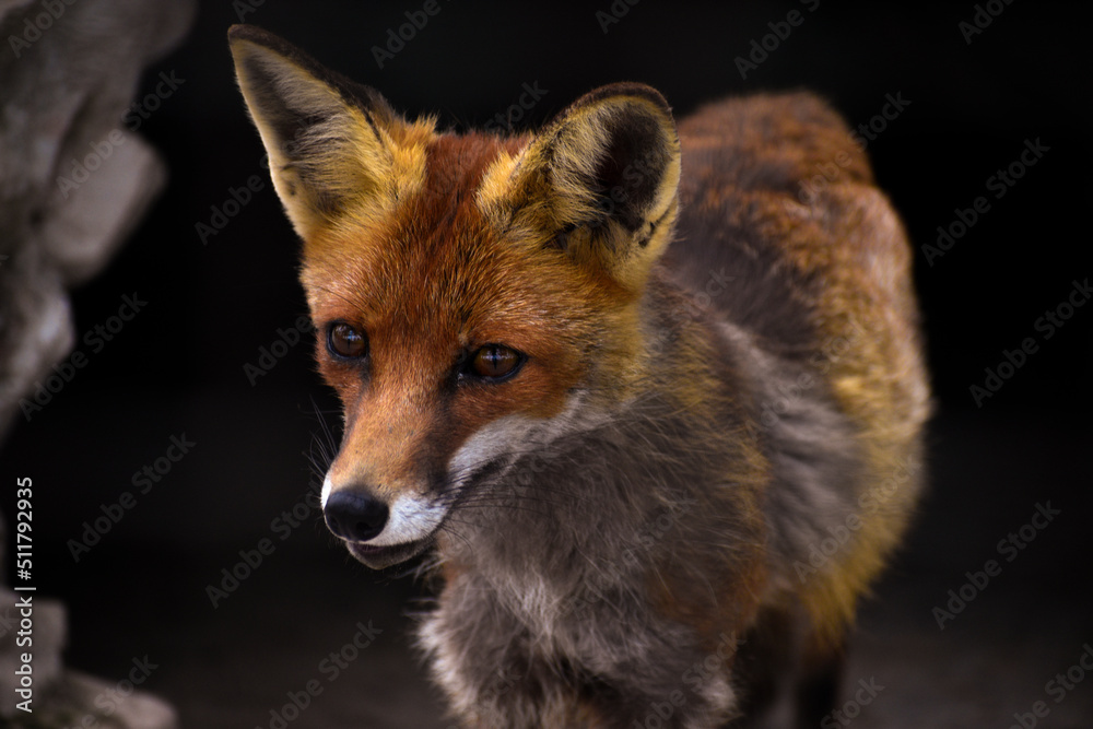 Fototapeta premium red fox vulpes