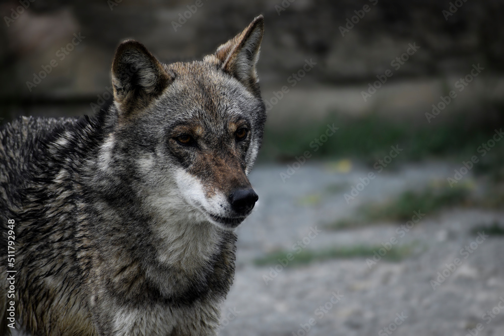 Fototapeta premium grey wolf portrait