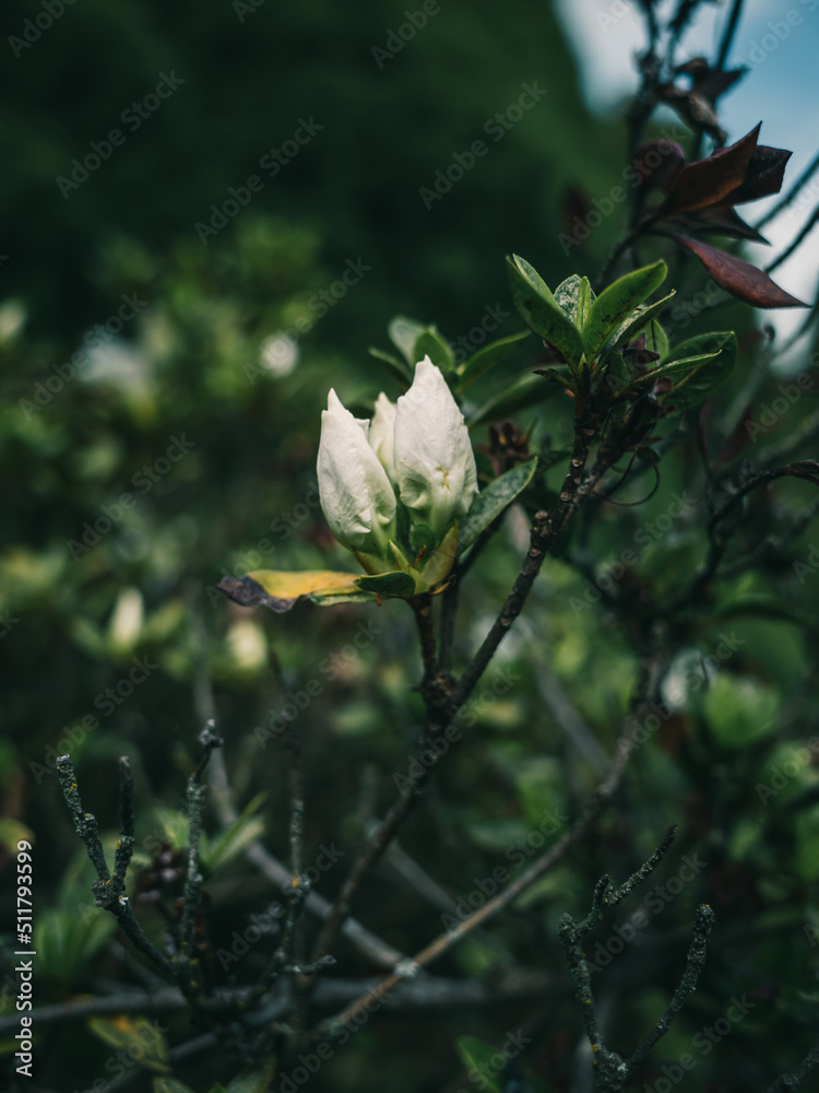 White flower bud