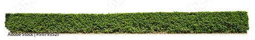 Wallpaper Mural Tropical Flower shrub bush fence tree isolated plant with clipping path. Torontodigital.ca