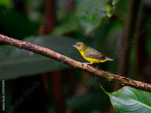 Female Thick-billed Euphonia perched on a tree branch on green background photo