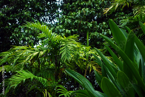 Lush  green variety of tropical plants in a cloud forest rainforest