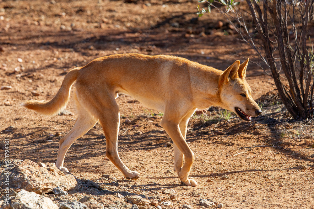 Fototapeta premium Close up of Australian Dingo