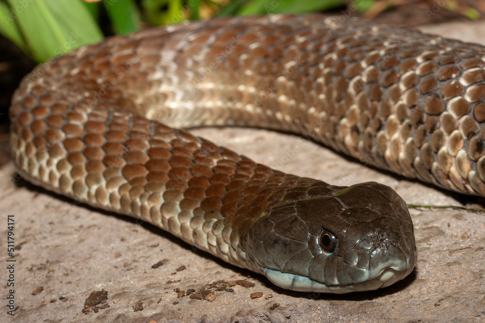 Fototapeta premium Australian Eastern Tiger Snake (Notechis scutatus)