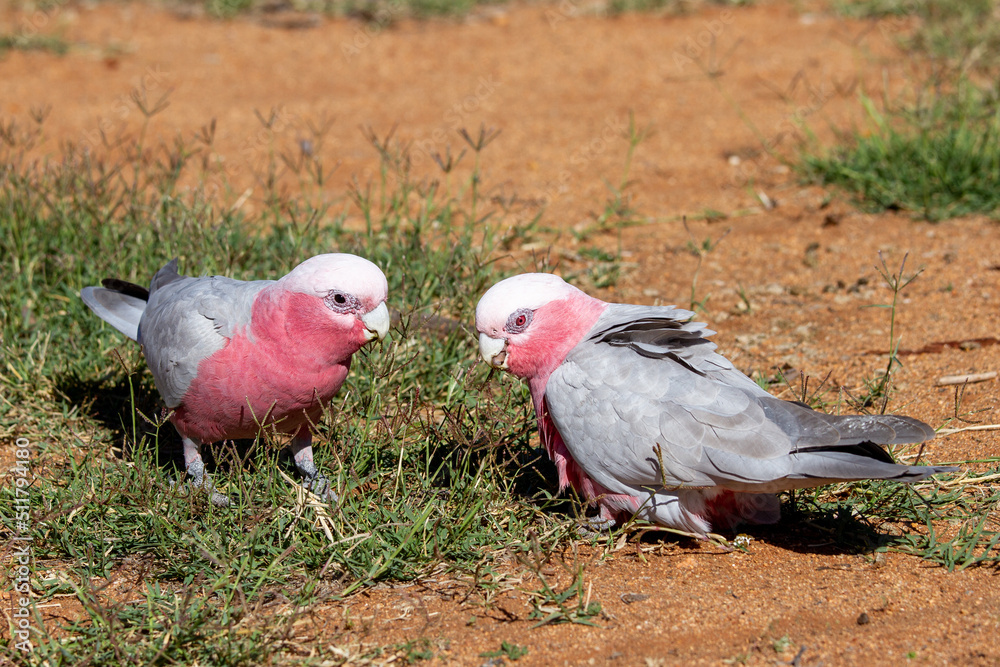 Fototapeta premium Male (L) and Female Pink and Grey Galah's feeding on grass seeds