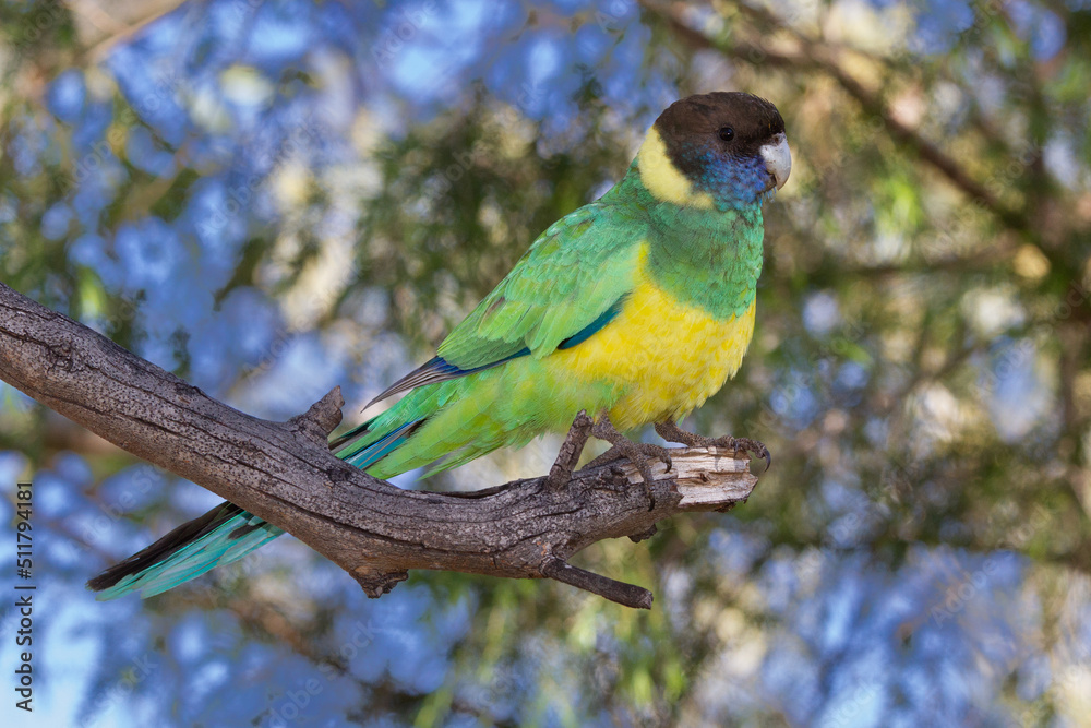 Obraz premium Australian Ringneck Parrot perched in tree