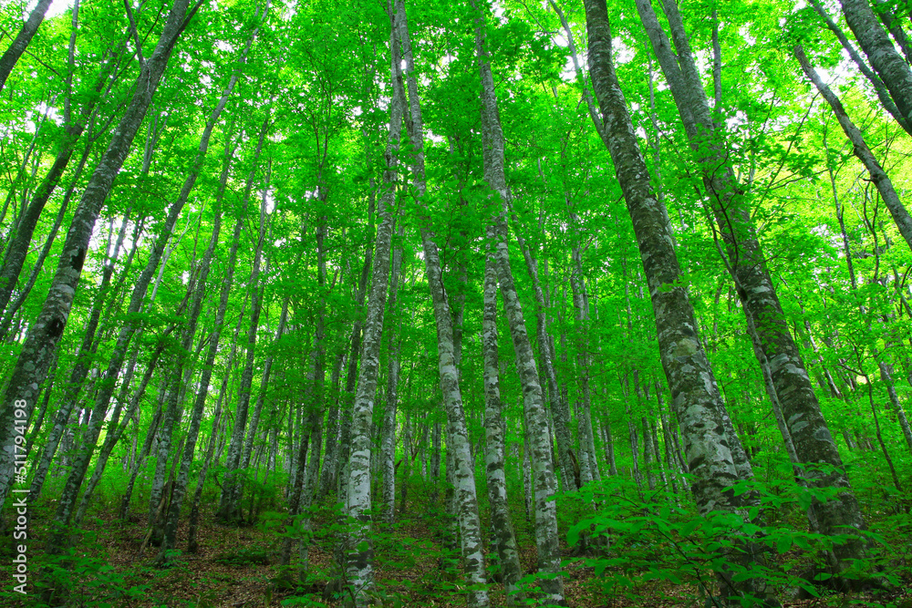 ブナ林（福島県・裏磐梯）