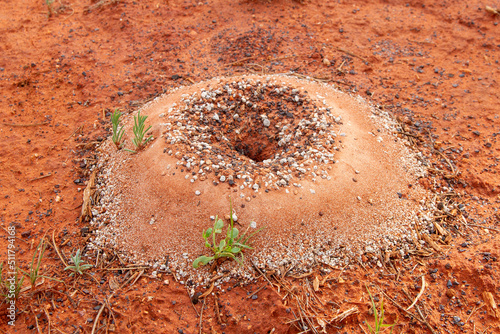 Mound nest of the Mulga Ant photo